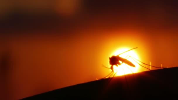 Mosquito blood sucking on human skin on sun background — Stock Video