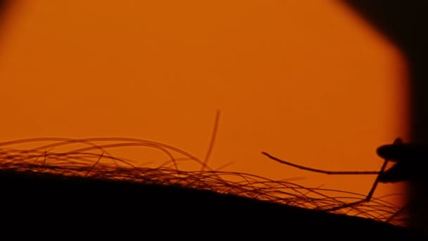 Mosquito sangre chupando en la piel humana en el fondo del sol — Vídeo de stock
