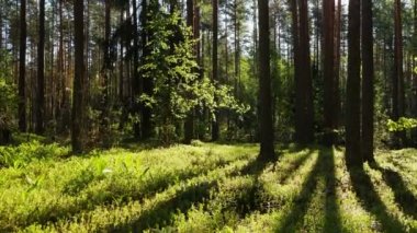 Ağaçların arasından parlayan güneş ışınlarıyla yaz çam ormanlarının video görüntüleri..