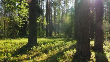 Ağaçların arasından parlayan güneş ışınlarıyla yaz çam ormanlarının video görüntüleri..