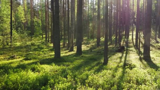 Wideo Letnim Lasem Sosnowym Promieniami Słońca Świecącymi Między Drzewami — Wideo stockowe