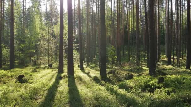 Videoaufnahme Von Sommer Kiefernwald Mit Sonnenstrahlen Die Durch Die Bäume — Stockvideo