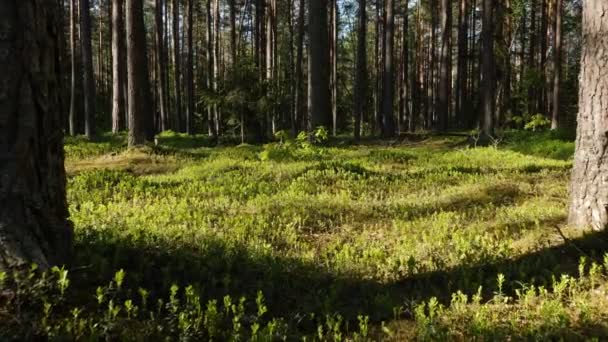 Ağaçların Arasından Parlayan Güneş Işınlarıyla Yaz Çam Ormanlarının Video Görüntüleri — Stok video