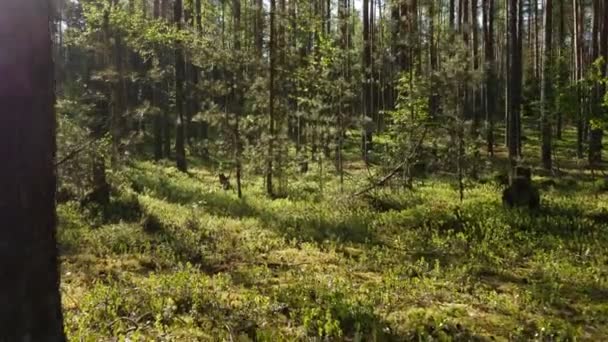 Video Gambar Hutan Pinus Musim Panas Dengan Sinar Matahari Bersinar — Stok Video