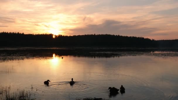 Video Shot Family Wild Ducks Background Sunset Sky — Stock Video