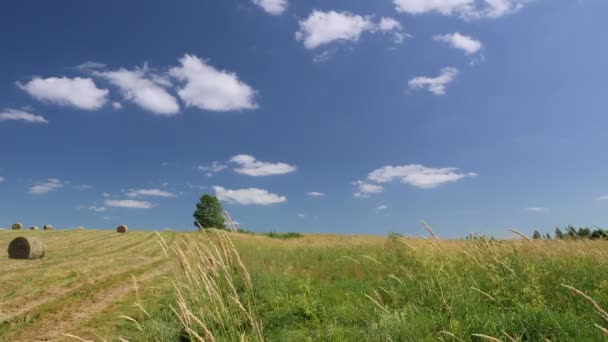 Video Záběry Venkovské Krajiny Osamělým Stromem Modrou Oblohou Zelenou Trávou — Stock video