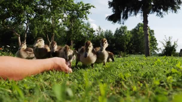 Vídeo Hora Verano Familia Patos Salvajes Alimentación Patos Junto Lago — Vídeos de Stock