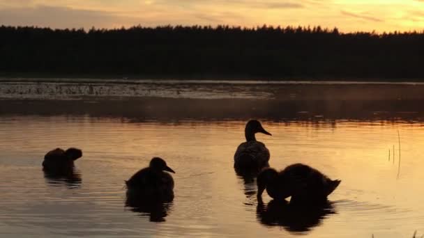 Vídeo Tiro Família Patos Selvagens Fundo Céu Por Sol — Vídeo de Stock