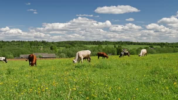 在蓝天背景下的绿色草地上吃草的小群奶牛 — 图库视频影像