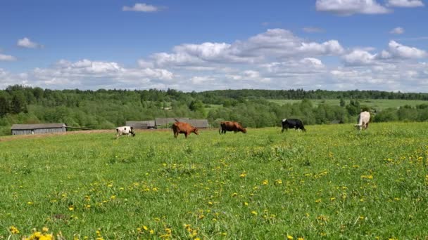 Pequeña Manada Vacas Pastando Prado Verde Sobre Fondo Azul Del — Vídeos de Stock