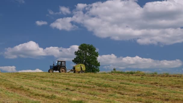 Videoaufnahme Von Saisonarbeit Landwirtschaftlichem Traktor Futterzubereitung Futterernte Für Nutztiere — Stockvideo