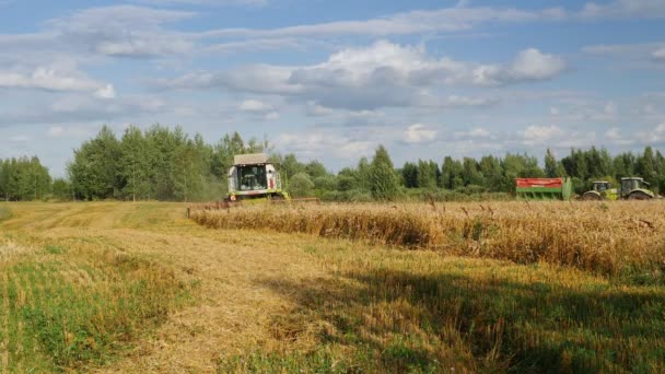 Velikie Luki Pskov Region Russia Sierpień Połączyć Kombajn Polu Pszenicy — Wideo stockowe