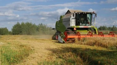 VELIKIE LUKI, PSKOV REGION, RUSSIA - 08 Ağustos 2021: Buğday tarlasında çalışan hasat makinesi