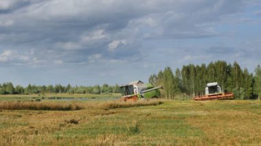 VELIKIE LUKI, PSKOV REGION, RUSSIA - 08 Ağustos 2021: Buğday tarlasında çalışan hasat makinesi