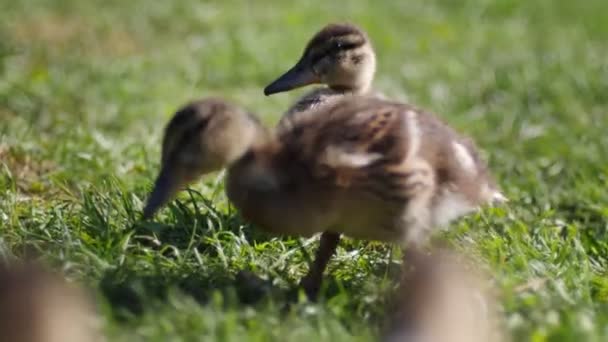 Video Shot Van Zomer Wilde Eenden Familie Voedende Eenden Oever — Stockvideo