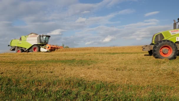Velikie Luki Pskov Region Russia 2021年8月8日 小麦畑で働く収穫機 — ストック動画