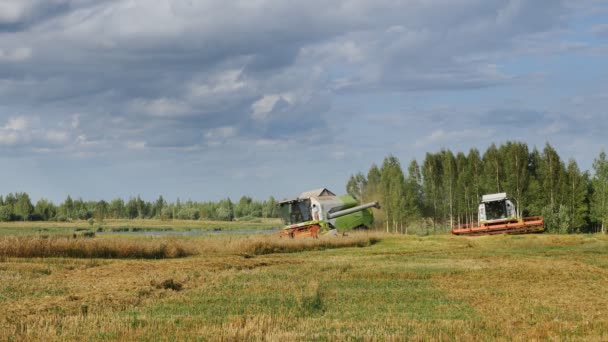 Velikie Luki Región Pskov Rusia Agosto 2021 Máquina Segadora Trabajando — Vídeos de Stock