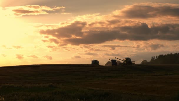 Combine Colheitadeira Campo Trigo Colheita Trigo Agricultura Tempo Colheita — Vídeo de Stock