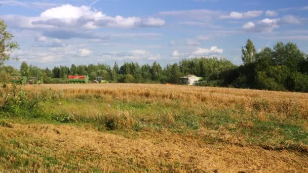 Velikie Luki Pskov Region Russia Ağustos 2021 Buğday Tarlasında Çalışan — Stok video