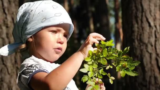 Menina Dois Anos Idade Coletar Comer Mirtilos Selvagens Floresta Verão — Vídeo de Stock