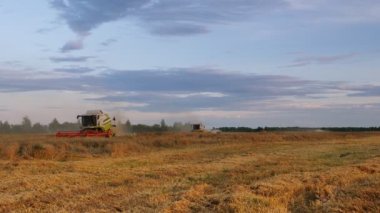 VELIKIE LUKI, PSKOV REGION, RUSSIA - 08 Ağustos 2021: Buğday tarlasında çalışan hasat makinesi