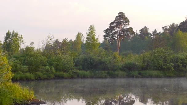 De manhã cedo no rio com uma árvore solitária e névoa em movimento — Vídeo de Stock