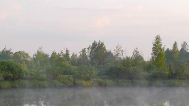 Tidig morgon på floden med lone tree och rörliga dimma — Stockvideo