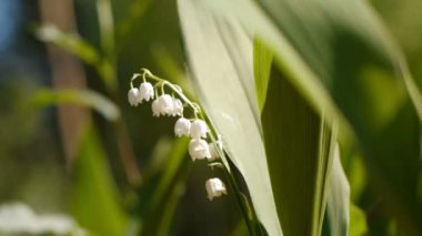 Vadideki Lilly