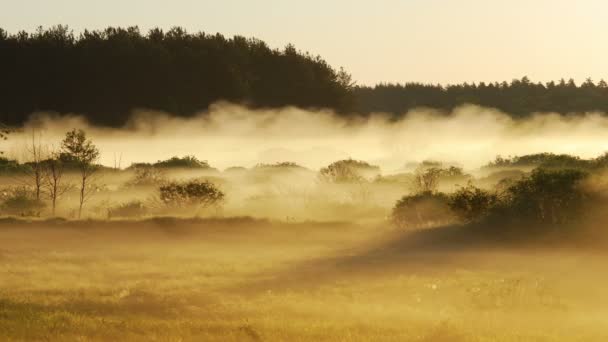 Bewegende mist bij dageraad — Stockvideo