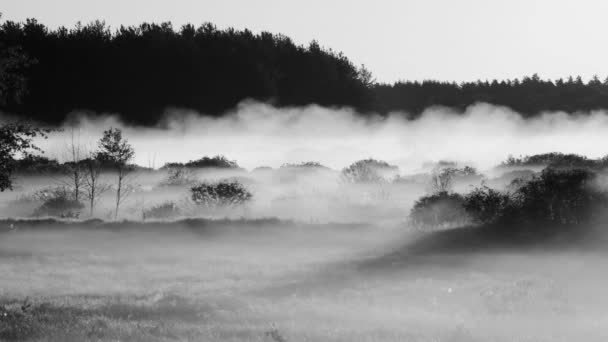 Niebla en movimiento al amanecer — Vídeo de stock