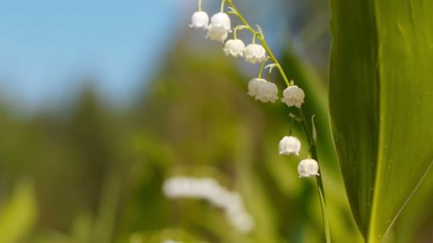 Lilly of the valley — Stock Video