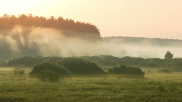 Bewegende mist bij dageraad — Stockvideo