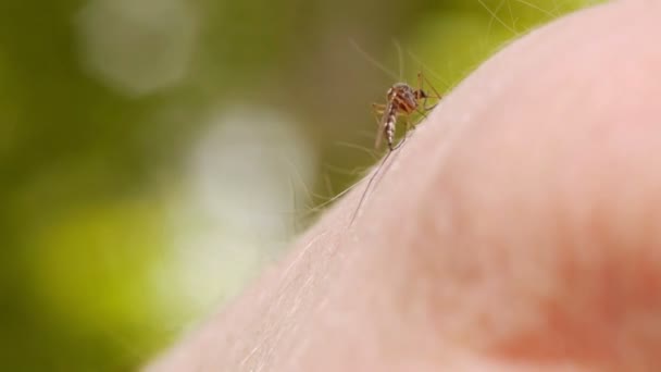 Sangue de mosquito chupando na pele humana — Vídeo de Stock