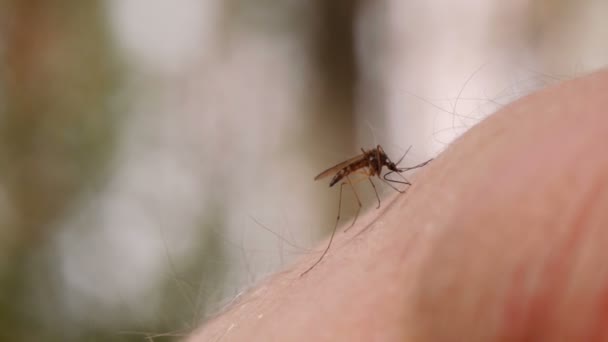 Mosquito sangre chupando en la piel humana — Vídeo de stock