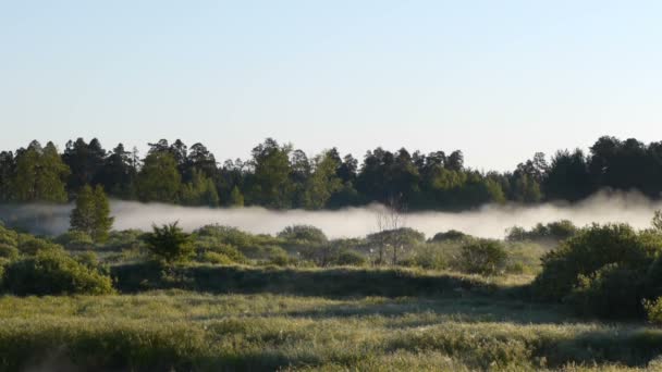 Bewegende mist bij dageraad — Stockvideo