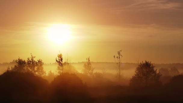 Salida del sol en la mañana brumosa — Vídeos de Stock