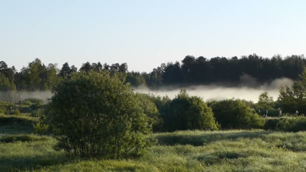 Bewegende mist bij dageraad — Stockvideo