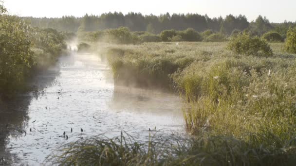 Brouillard mouvant à l'aube 