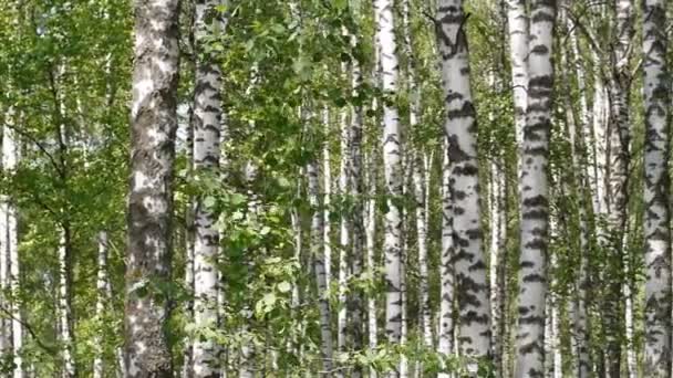 Des troncs de bouleaux en été 