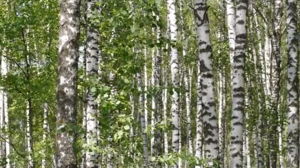 Trunks of birch trees in summertime — Stock Video