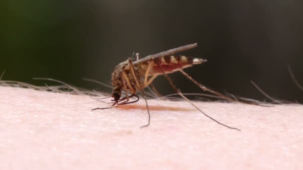 Mosquito blood sucking on human skin — Stock Video