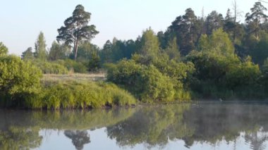 Sabah bir yalnız ağaç ve hareketli sis Nehri üzerinde