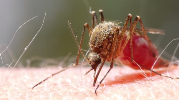 Sangue de mosquito chupando na pele humana — Vídeo de Stock
