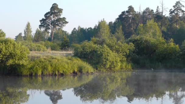 Vroeg in de ochtend op de rivier met een Lonetree en bewegende mist — Stockvideo