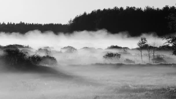 Bewegende mist bij dageraad — Stockvideo