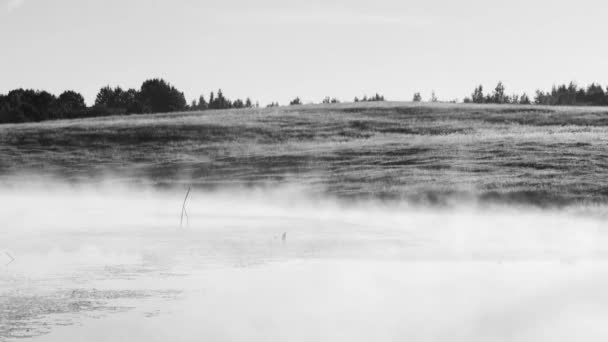 Nascer do sol místico com as vozes de corvos e nevoeiro no pântano — Vídeo de Stock