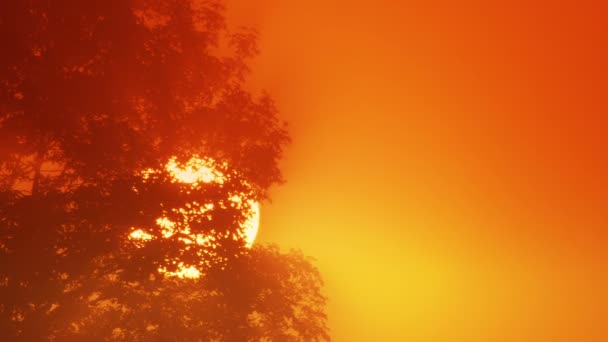 Árbol solitario al amanecer — Vídeo de stock