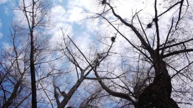 Kargalar uçan siluet