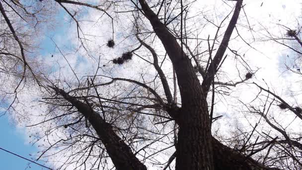 Silhouette of flying crows — Stock Video