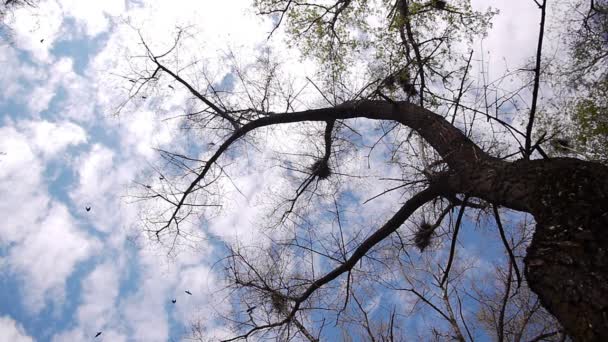 Silueta de cuervos voladores — Vídeo de stock